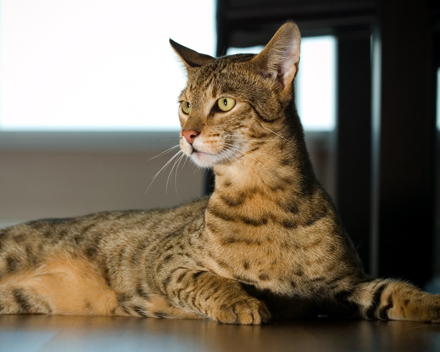 Ашера: 5 советов для здоровья и красоты кошки