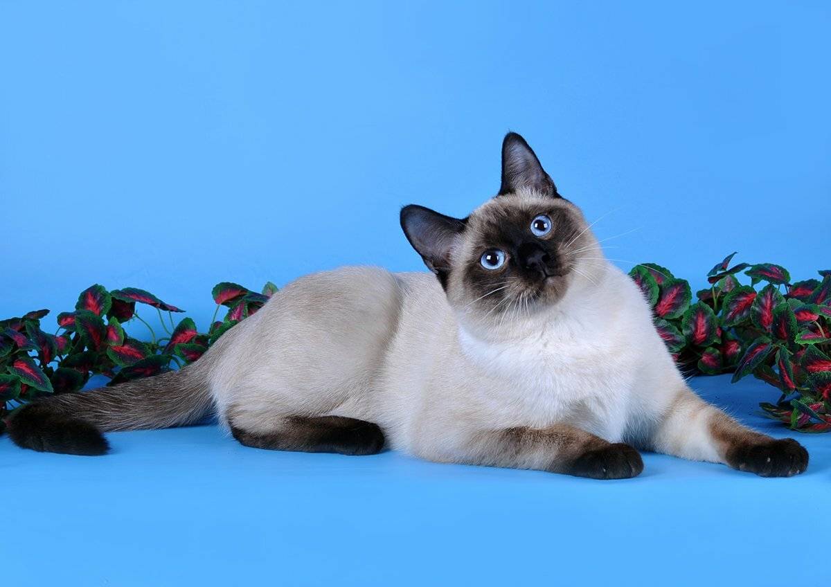 Тайская: 10 основных советов содержания дома кошки этой породы
